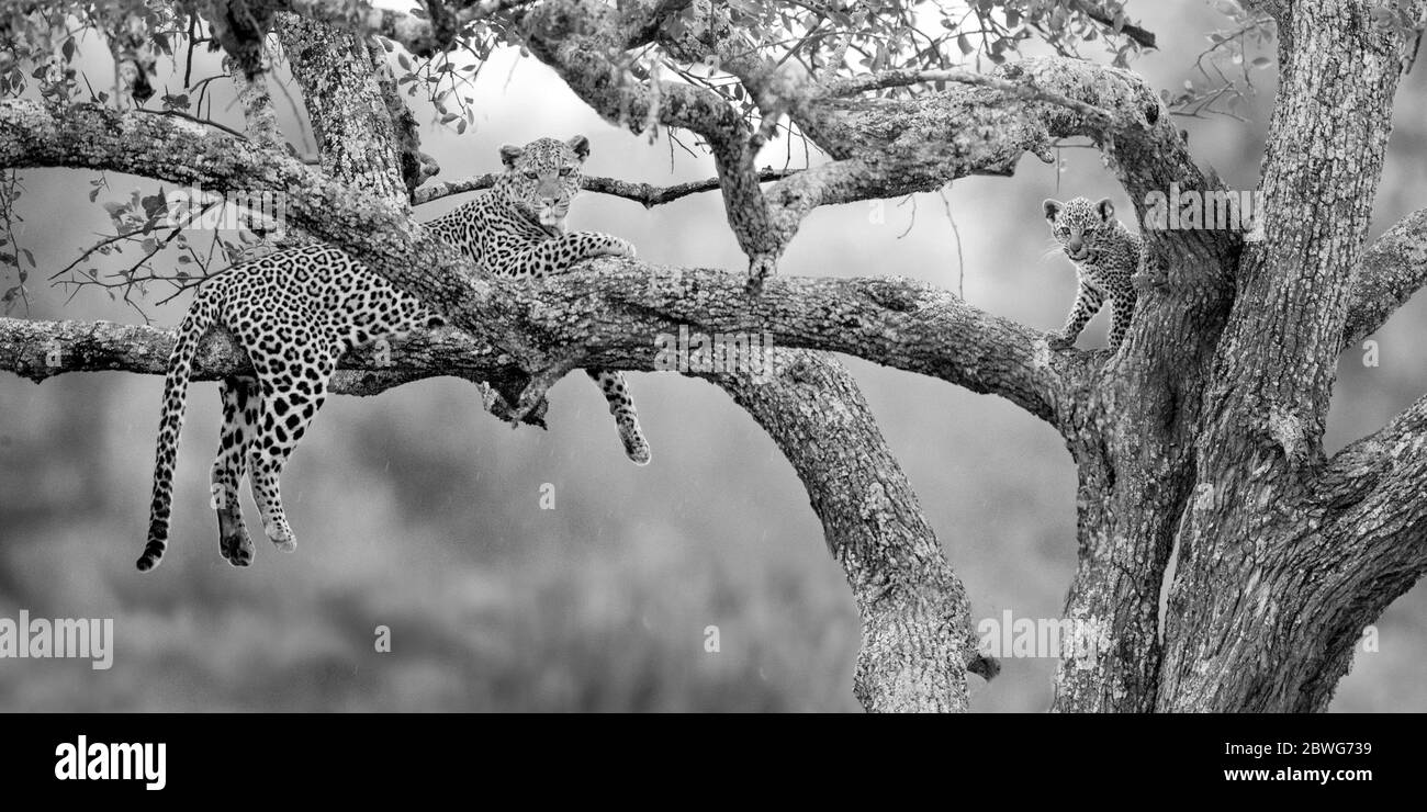 Leopard (Panthera pardus) with cub on tree, Serengeti National Park, Tanzania, Africa Stock Photo