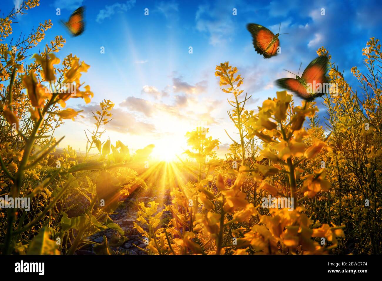 Bright rural sunset seen through blossoms on a meadow, with butterflies roaming in the air and deep blue sky Stock Photo