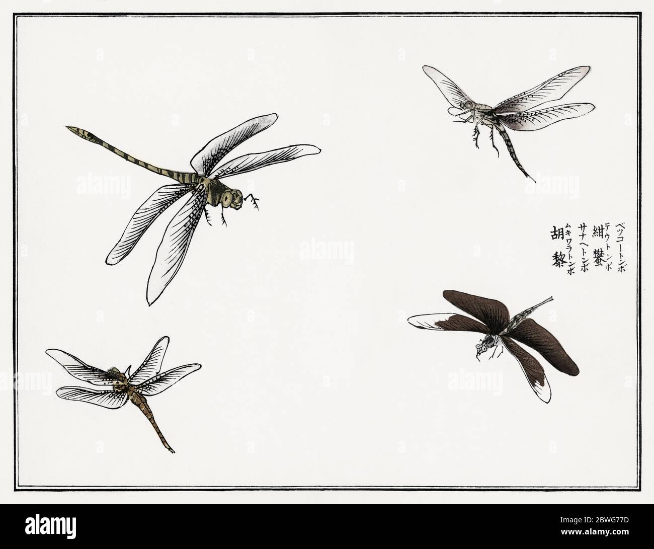 Dragonflies of asia hires stock photography and images Alamy