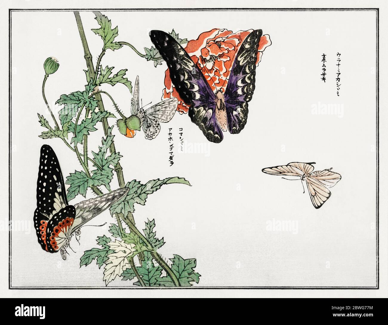 Japanese butterfly art hi-res stock photography and images - Alamy