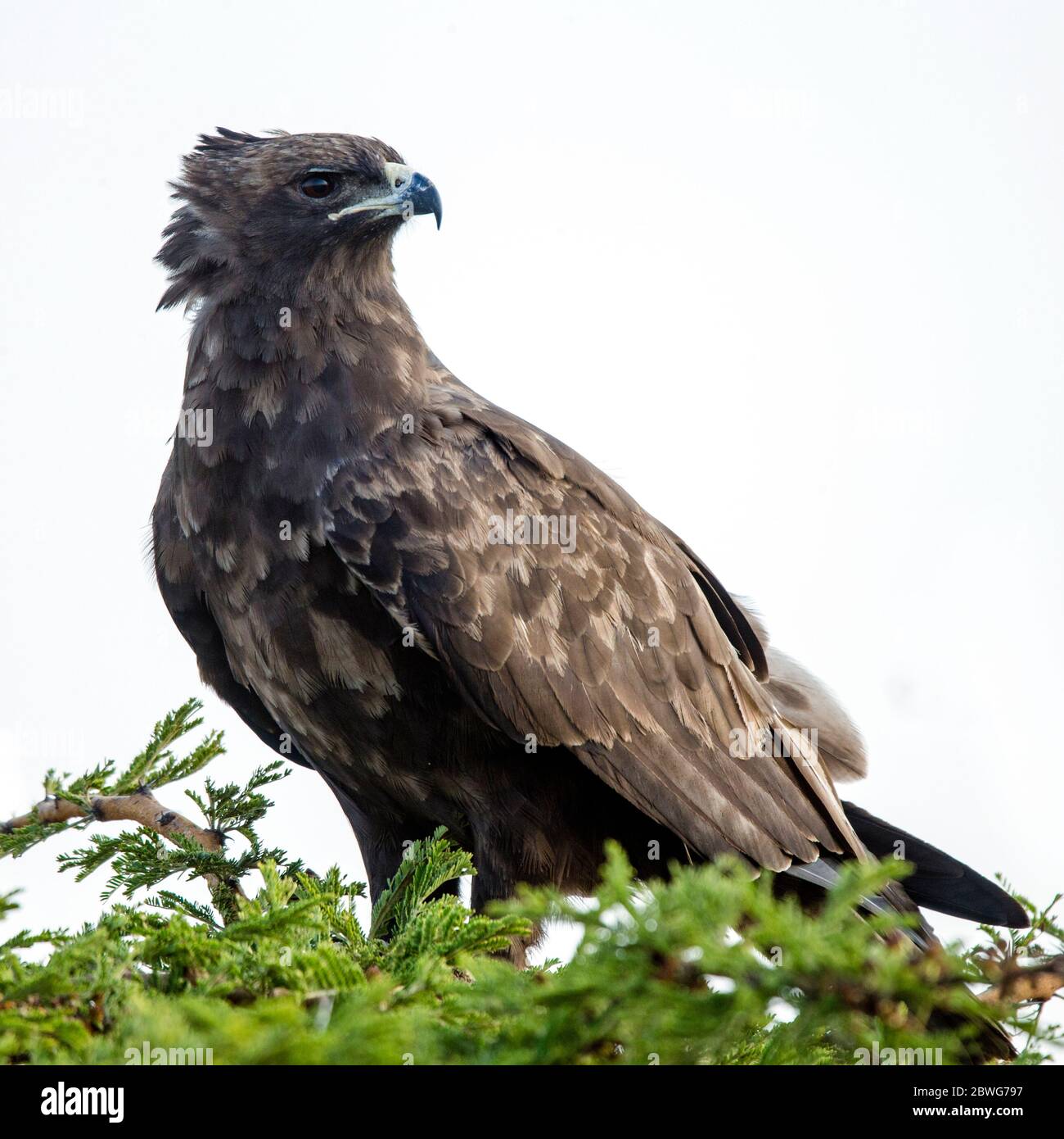 Wahlbergs eagle (Hieraaetus wahlbergi), Serengeti National Park, Tanzania, Africa Stock Photo