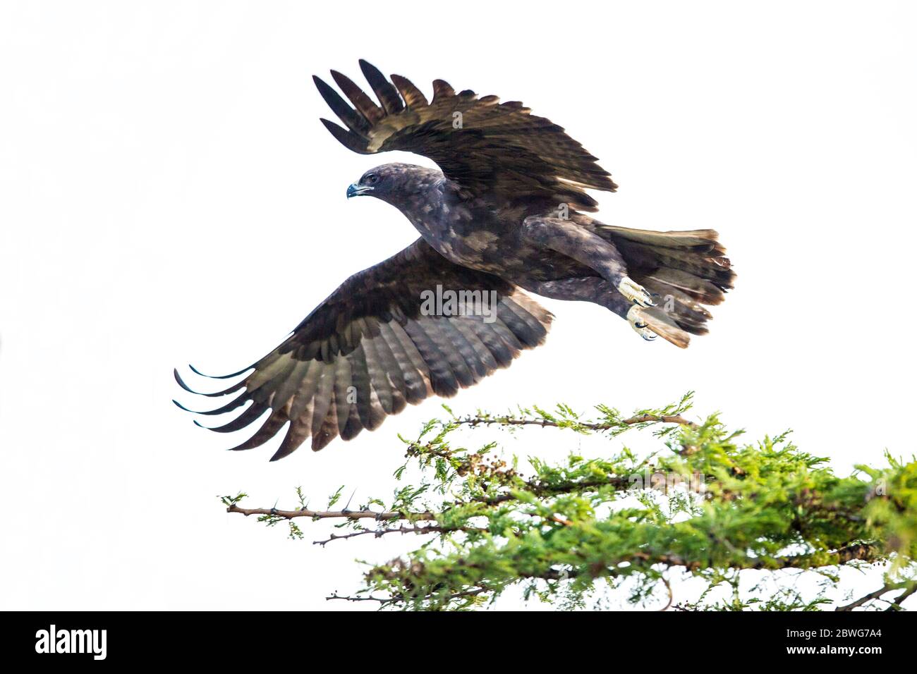 Wahlberg's eagle (Hieraaetus wahlbergi), Serengeti National Park, Tanzania, Africa Stock Photo