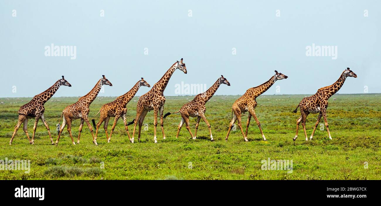 Herd of Masai giraffes (Giraffa camelopardalis tippelskirchii), Ngorongoro National Park, Tanzania, Africa Stock Photo