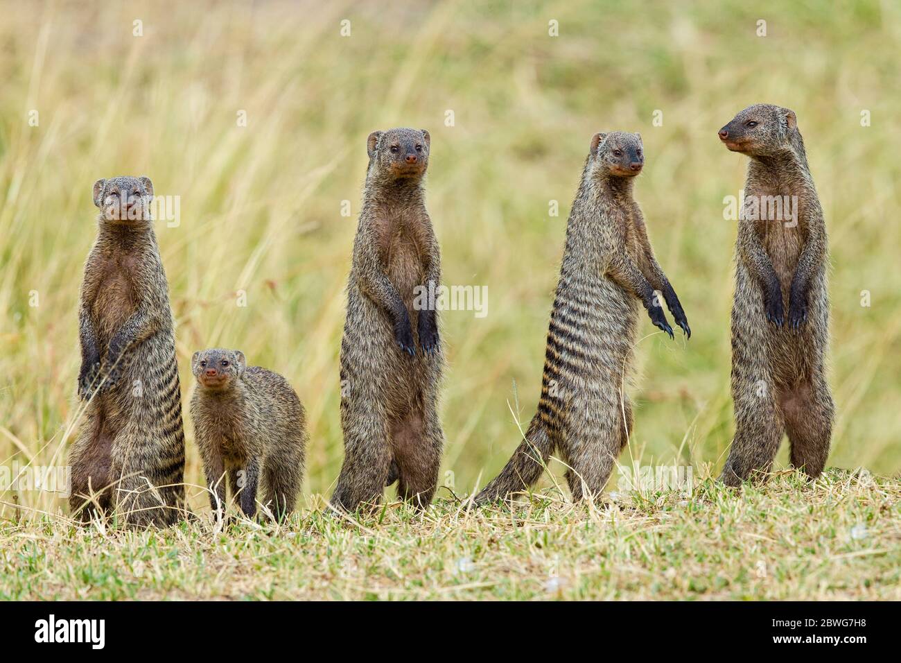 Group of banded mongoose (Mungos mungo), Serengeti National Park, Tanzania, Africa Stock Photo