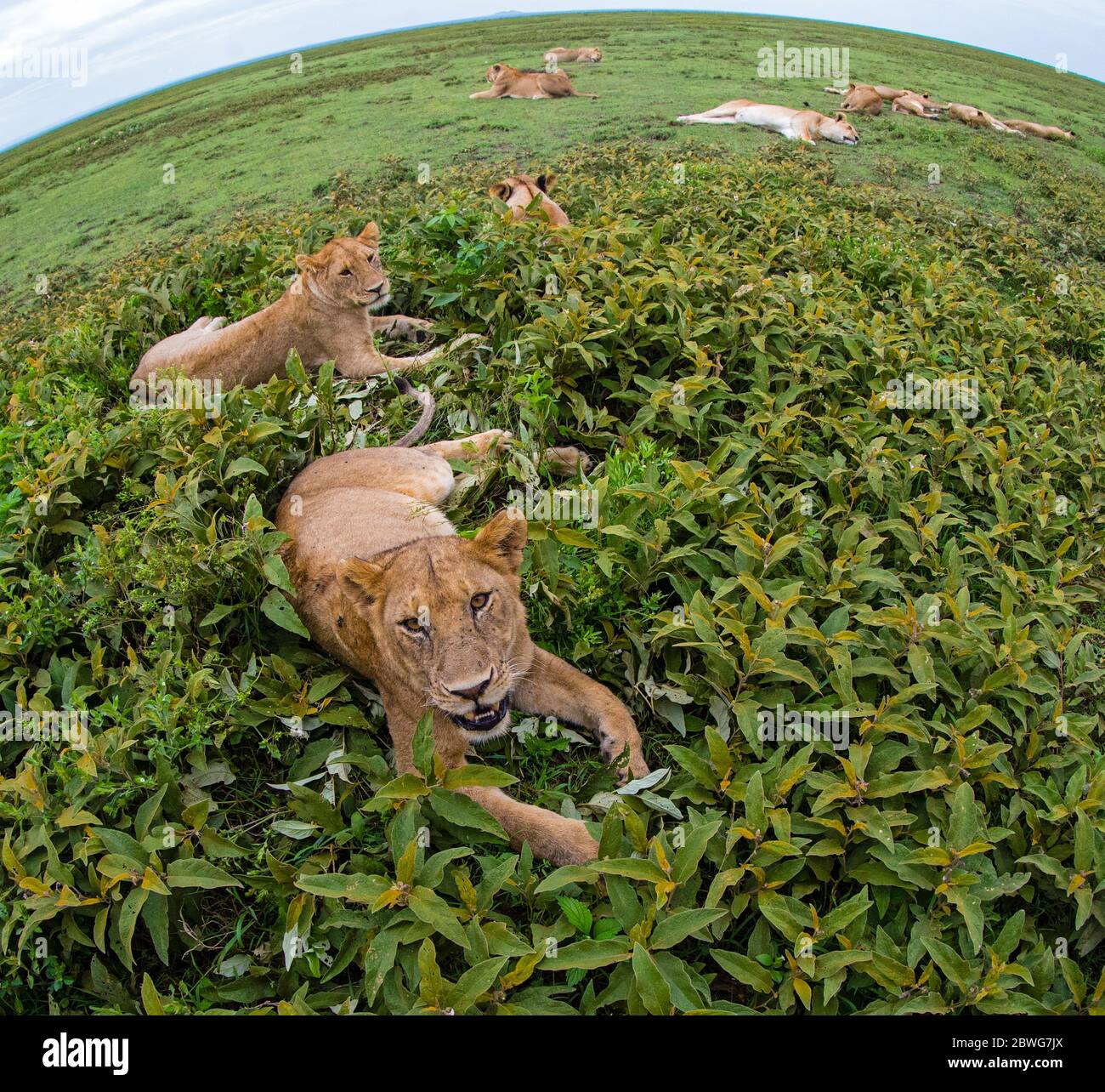 Group of lions (Panhera leo) resting, Ngorongoro Conservation Area, Tanzania, Africa Stock Photo
