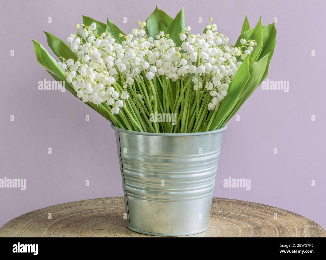 A large bouquet of flowers of lily of the valley (Convallaria majalis), small white bells, in a bucket on a lilac background. Stock Photo