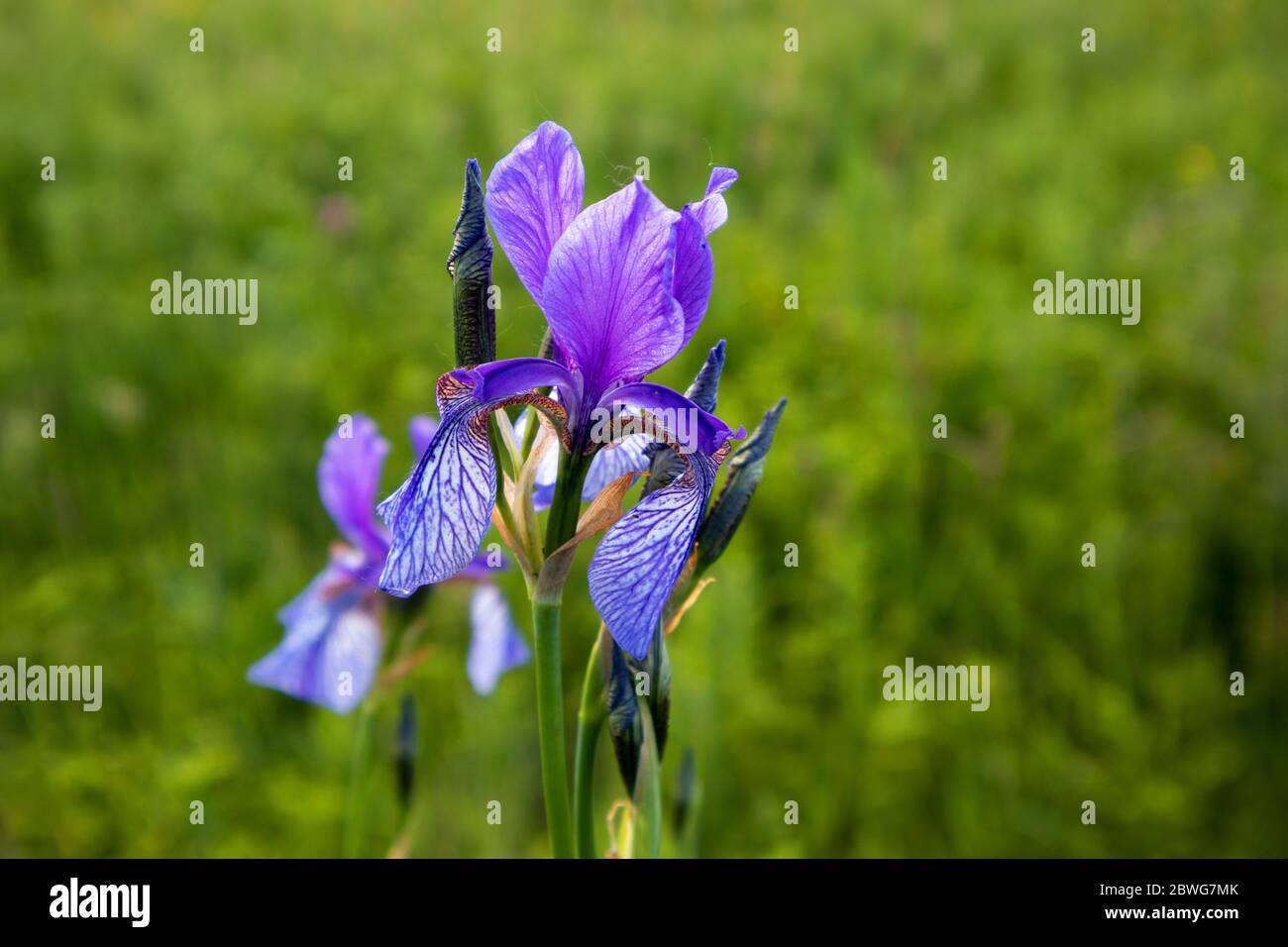 Sibirische Schwertlilie Stock Photo