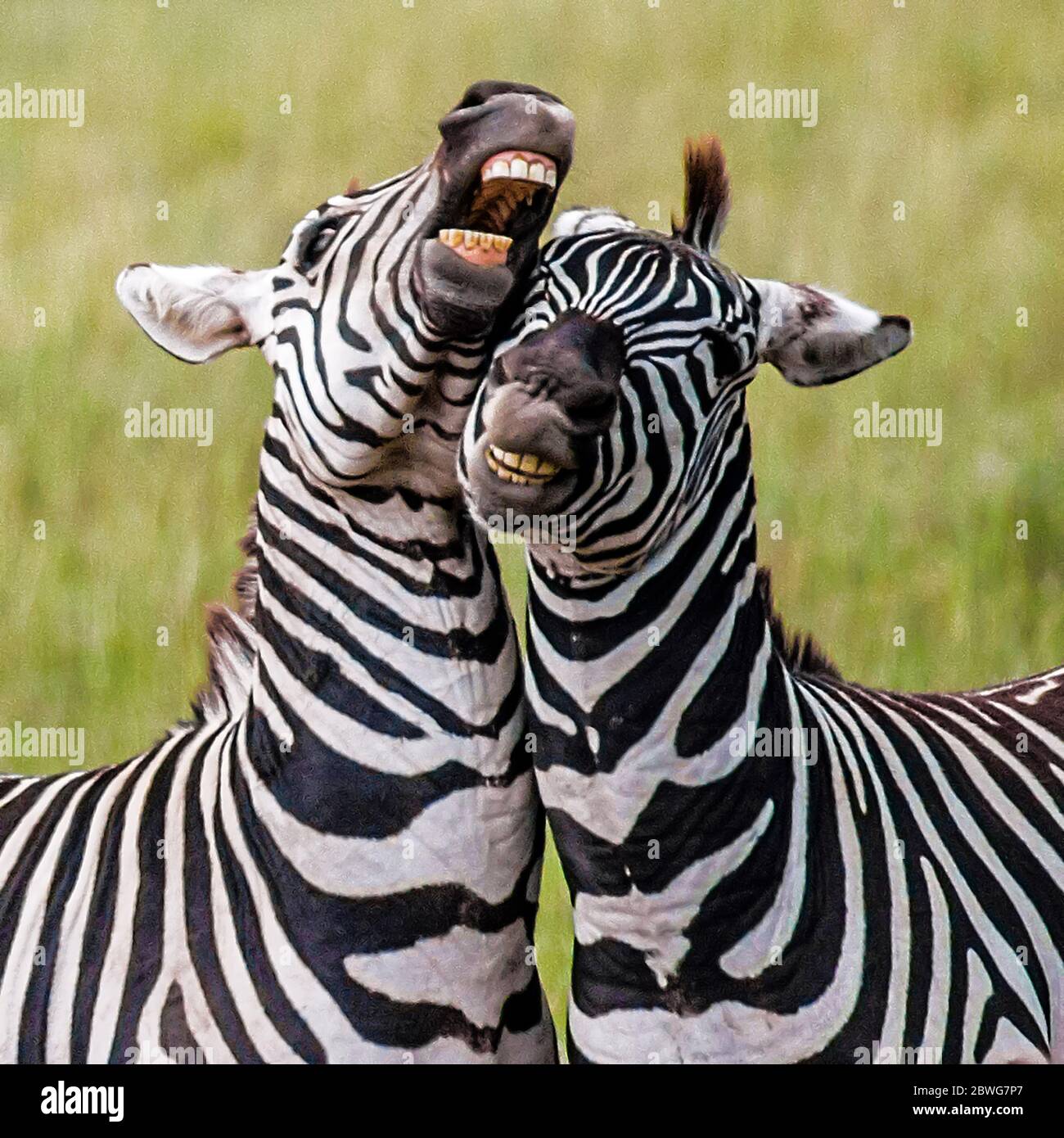 Burchells zebra (Equus quagga burchellii) couple bonding, Serengeti National Park, Tanzania, Africa Stock Photo