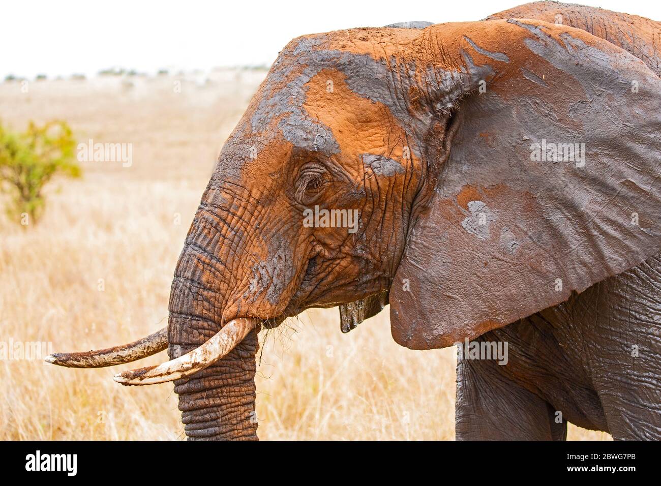 African elephant (Loxodonta africana) head profile view, Tarangire National Park, Tanzania, Africa Stock Photo