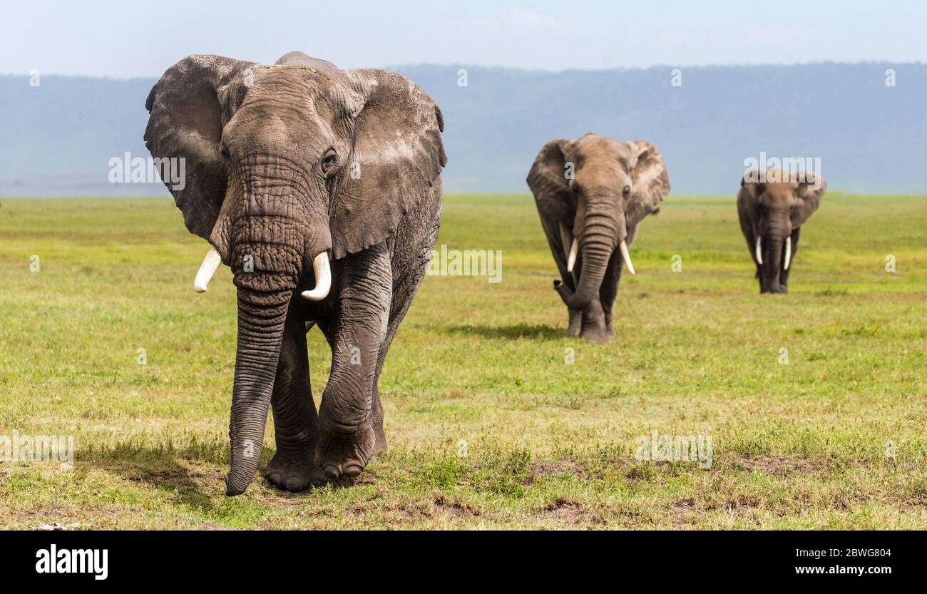 Three African elephant (Loxodonta africana) on savannah, Ngorongoro Conservation Area, Tanzania, Africa Stock Photo
