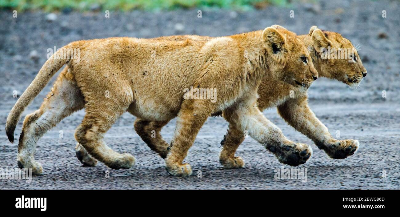 Close up of two walking young lions (Panthera leo), Ngorongoro Conservation Area, Tanzania, Africa Stock Photo