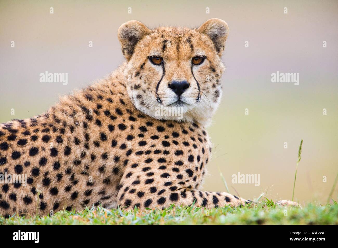 Close up of lying down cheetah (Acinonyx jubatus), Ngorongoro Conservation Area, Tanzania, Africa Stock Photo