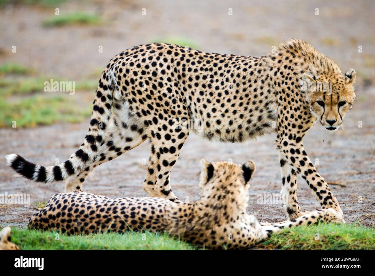 Cheetah (Acinonyx jubatus) couple close up, Ngorongoro Conservation Area, Tanzania, Africa Stock Photo