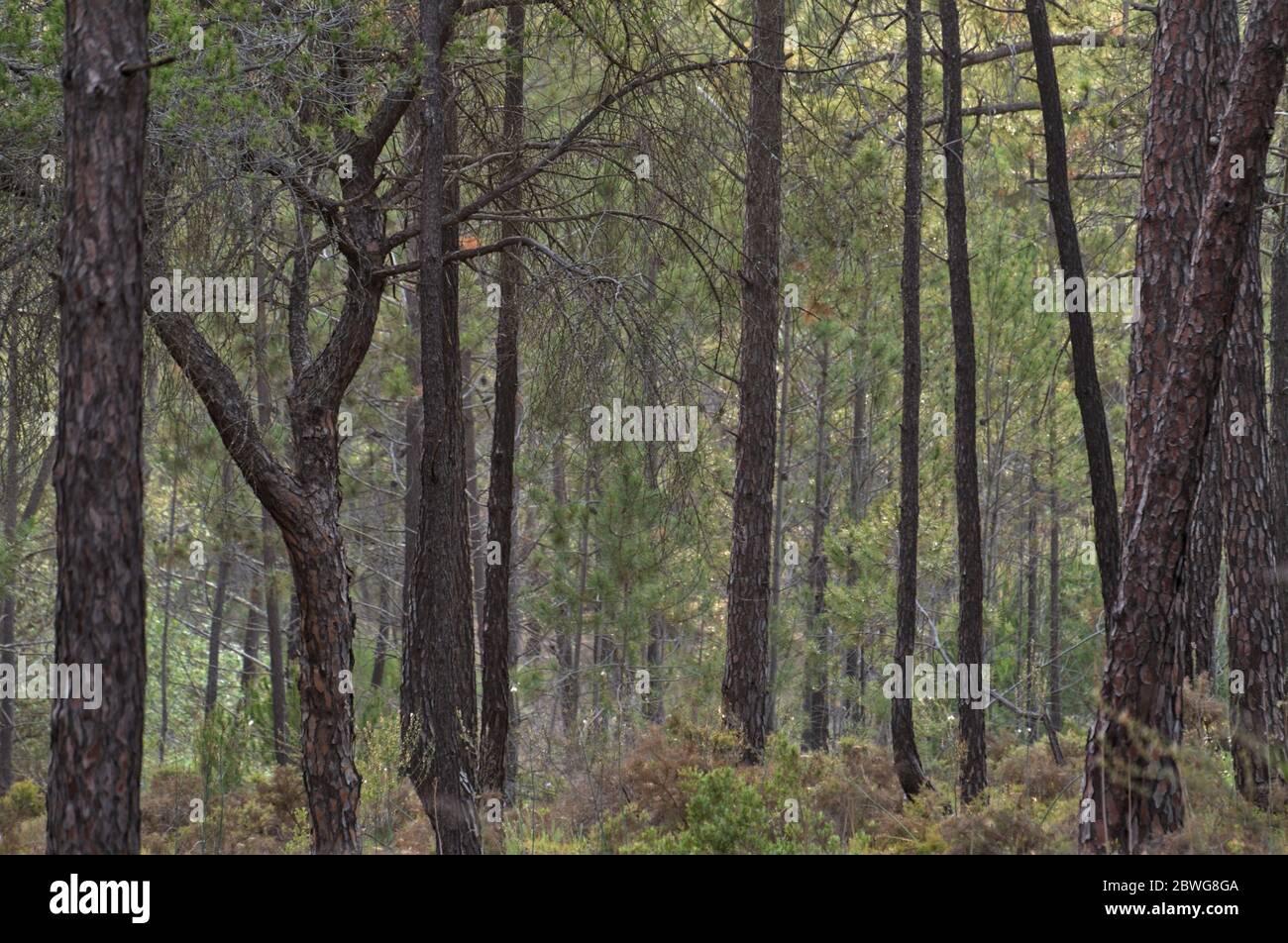 Forest background in Ludo. Algarve, Portugal Stock Photo