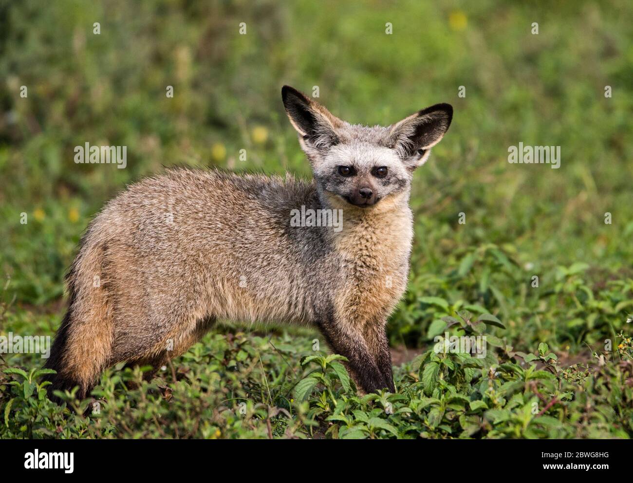 Bat-eared fox (Otocyon megalotis) in Ngorongoro Conservation Area ...