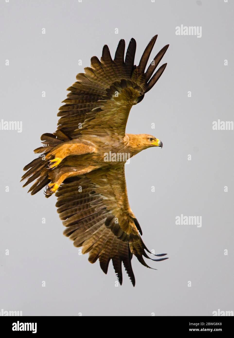 Tawny eagle (Aquila rapax) flying over Ngorongoro Conservation Area, Tanzania, Africa Stock Photo