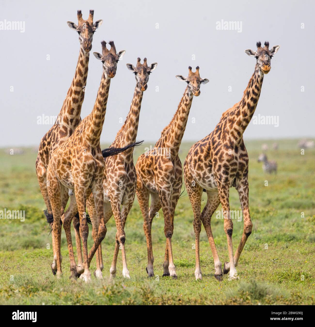 Masai giraffes (Giraffa camelopardalis tippelskirchii) in Ngorongoro Conservation Area, Tanzania, Africa Stock Photo