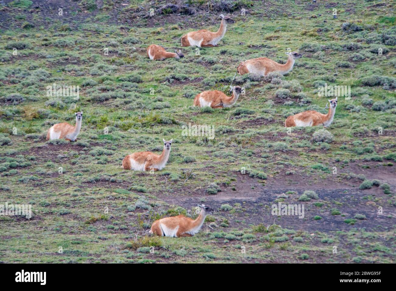 Herd of guanacos (Lama guanicoe) lying on grassy slope, Patagonia, Chile, South America Stock Photo