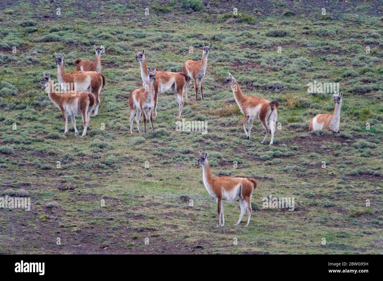 Herd of guanacos (Lama guanicoe) on grassy slope, Patagonia, Chile, South America Stock Photo
