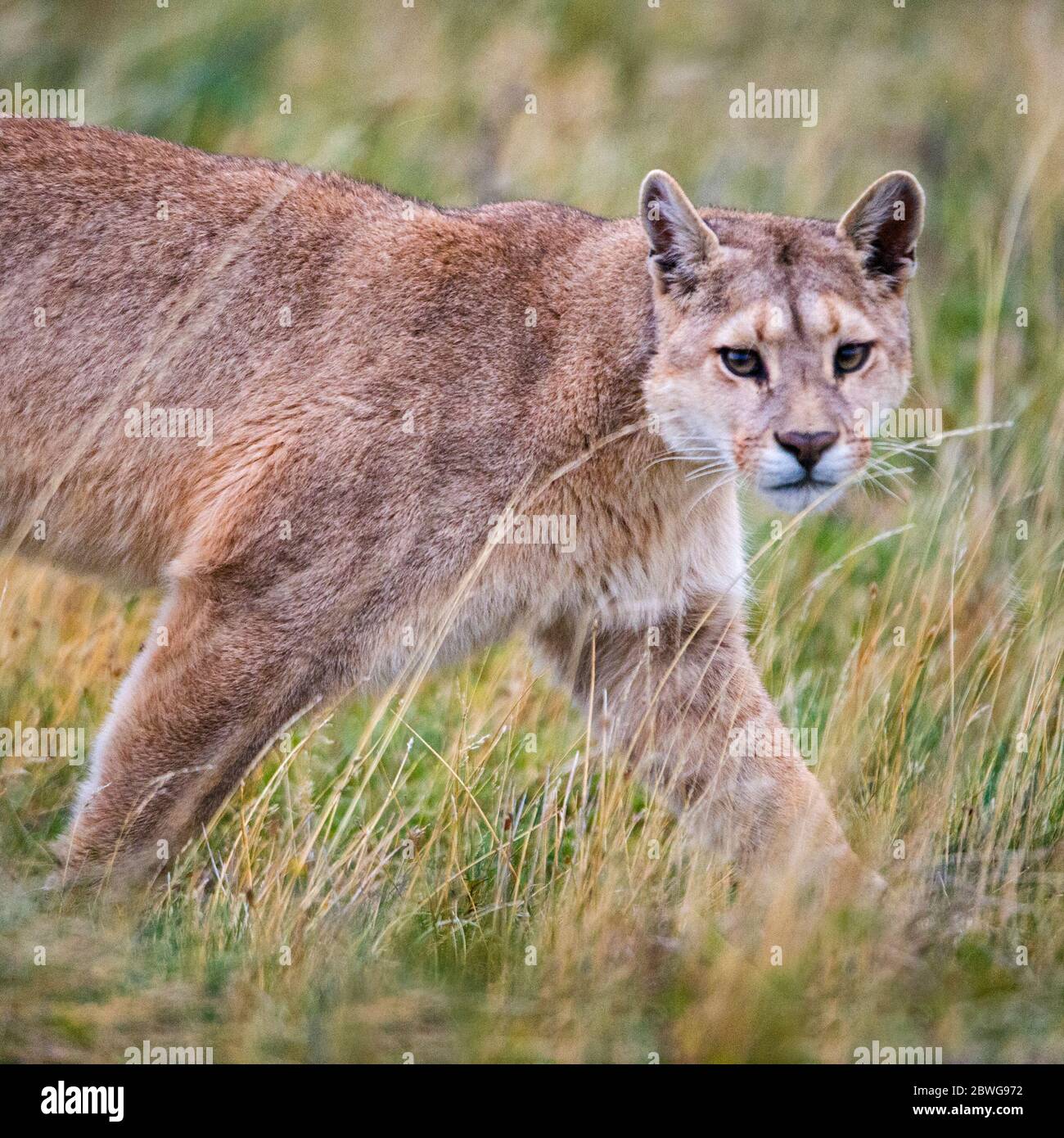 Close up of puma (Puma concolor) walking in grass, Patagonia, Chile, South America Stock Photo
