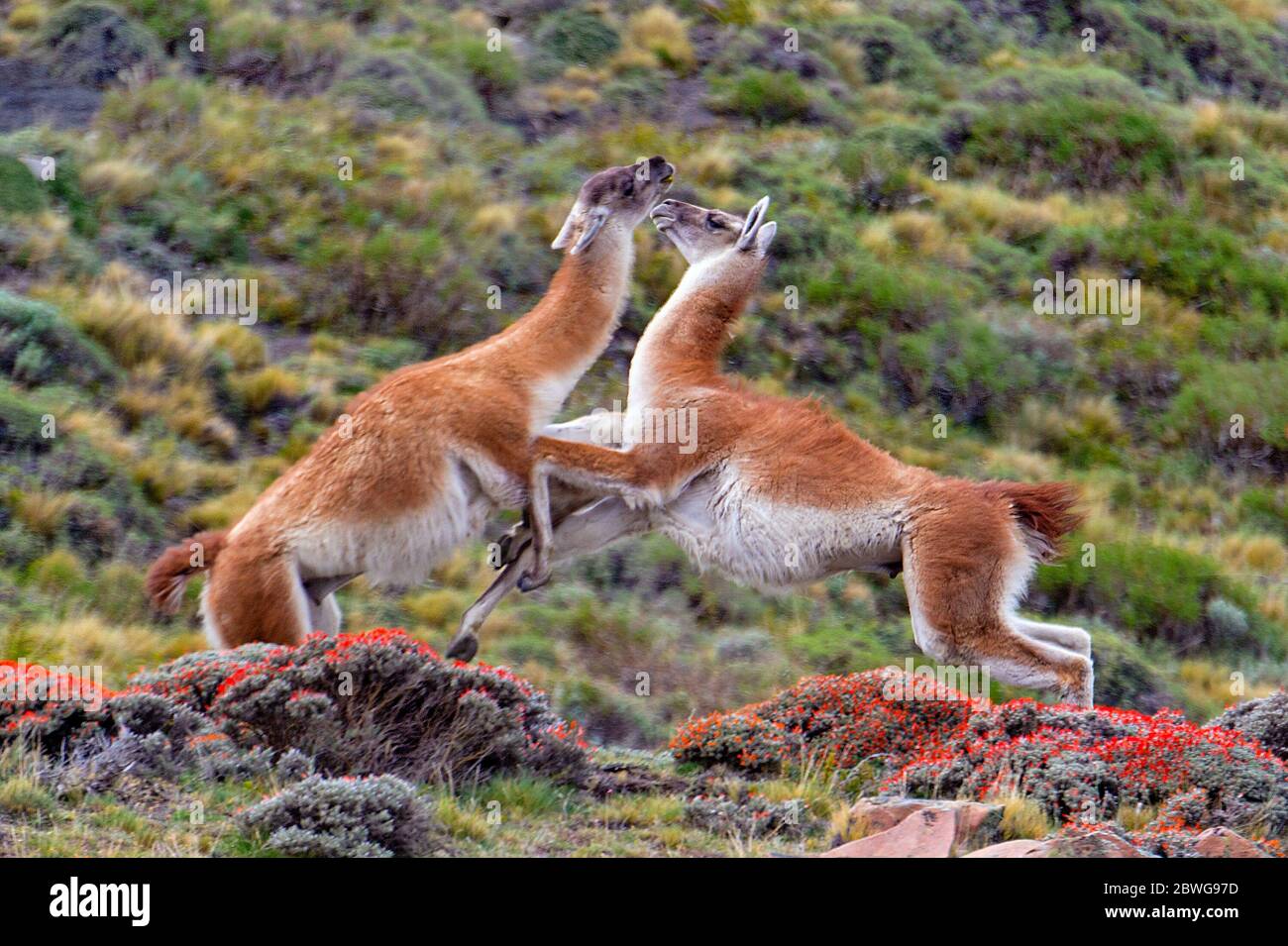 Close up of fighting guanacos (Lama guanicoe), Patagonia, Chile, South America Stock Photo