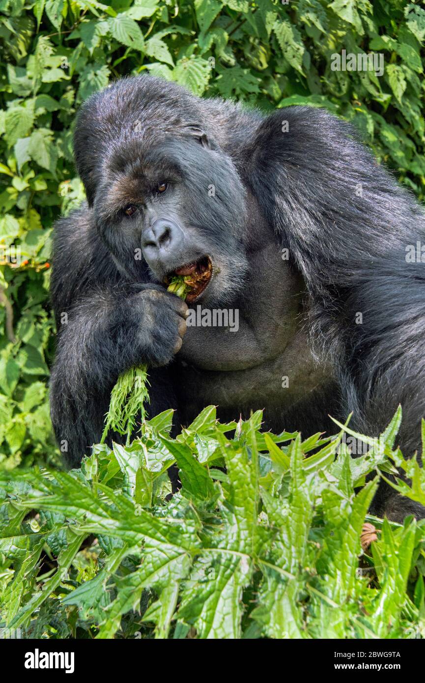 Close up of mountain gorilla (Gorilla beringei beringei) while eating, Rwanda, Africa Stock Photo
