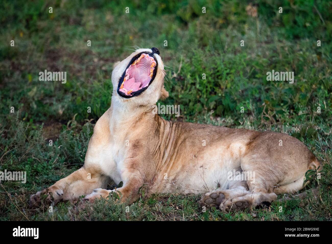 Close up of lioness (Panthera leo) lying with open mouth, Ngorongoro Conservation Area, Tanzania, Africa Stock Photo