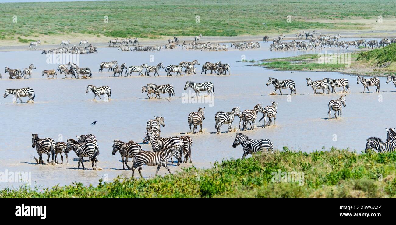 Burchells zebras (Equus quagga burchellii) in river, Ngorongoro Conservation Area, Tanzania, Africa Stock Photo