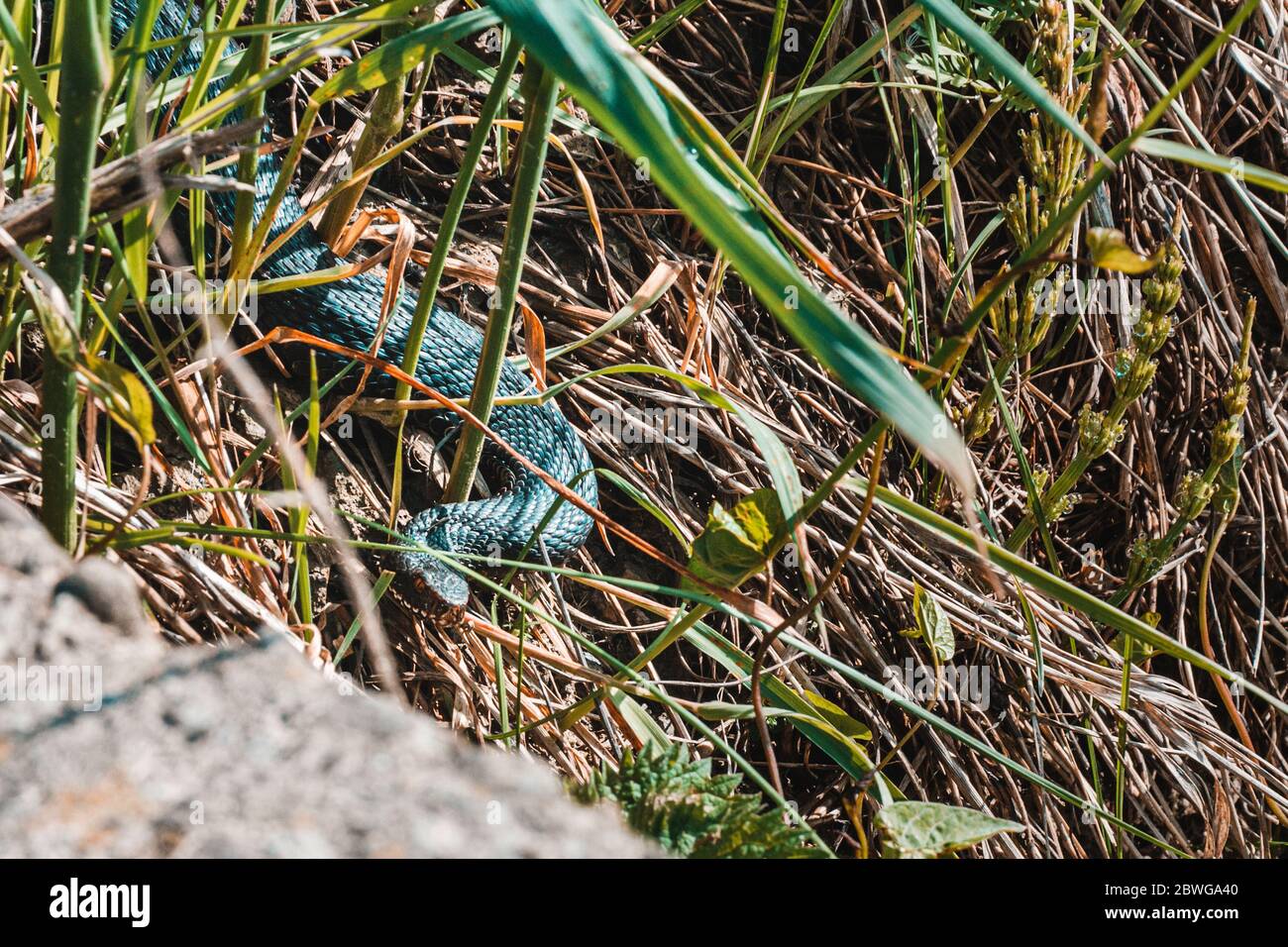 Carpathian viper hunts in disguise in the green grass. A poisonous