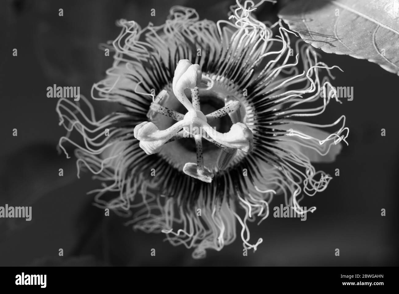 Wild passion fruit Black and White Stock Photos & Images Alamy