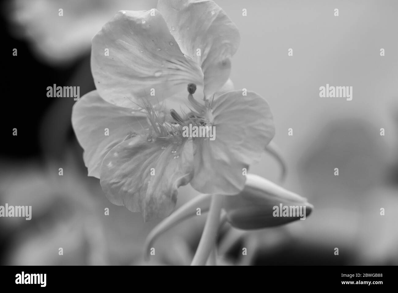 Black and white close-up of Tropaeolum majus flowers (garden nasturtium, Indian cress, or monks cress) in a pot in natural light Stock Photo