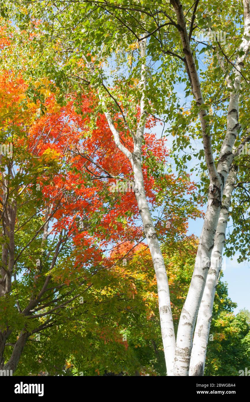 Bright white trunks of birch trees against brilliant autumn foliage colors. Stock Photo