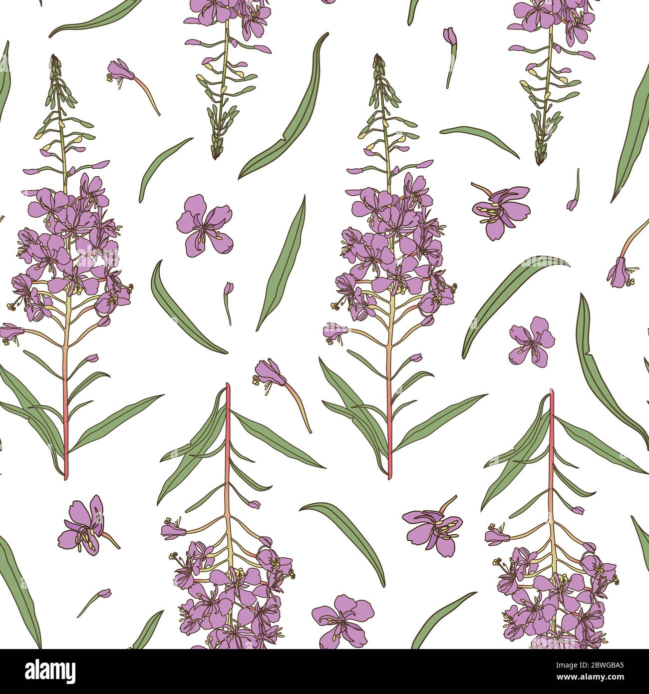 Willow herb seamless pattern. Hand drawn botanical vector illustration ...