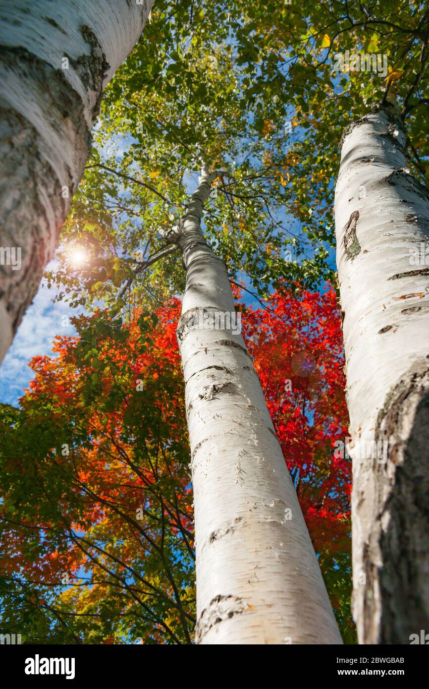 Bright white trunks of birch trees against brilliant autumn foliage colors of New England fall from low angle point of view. Stock Photo