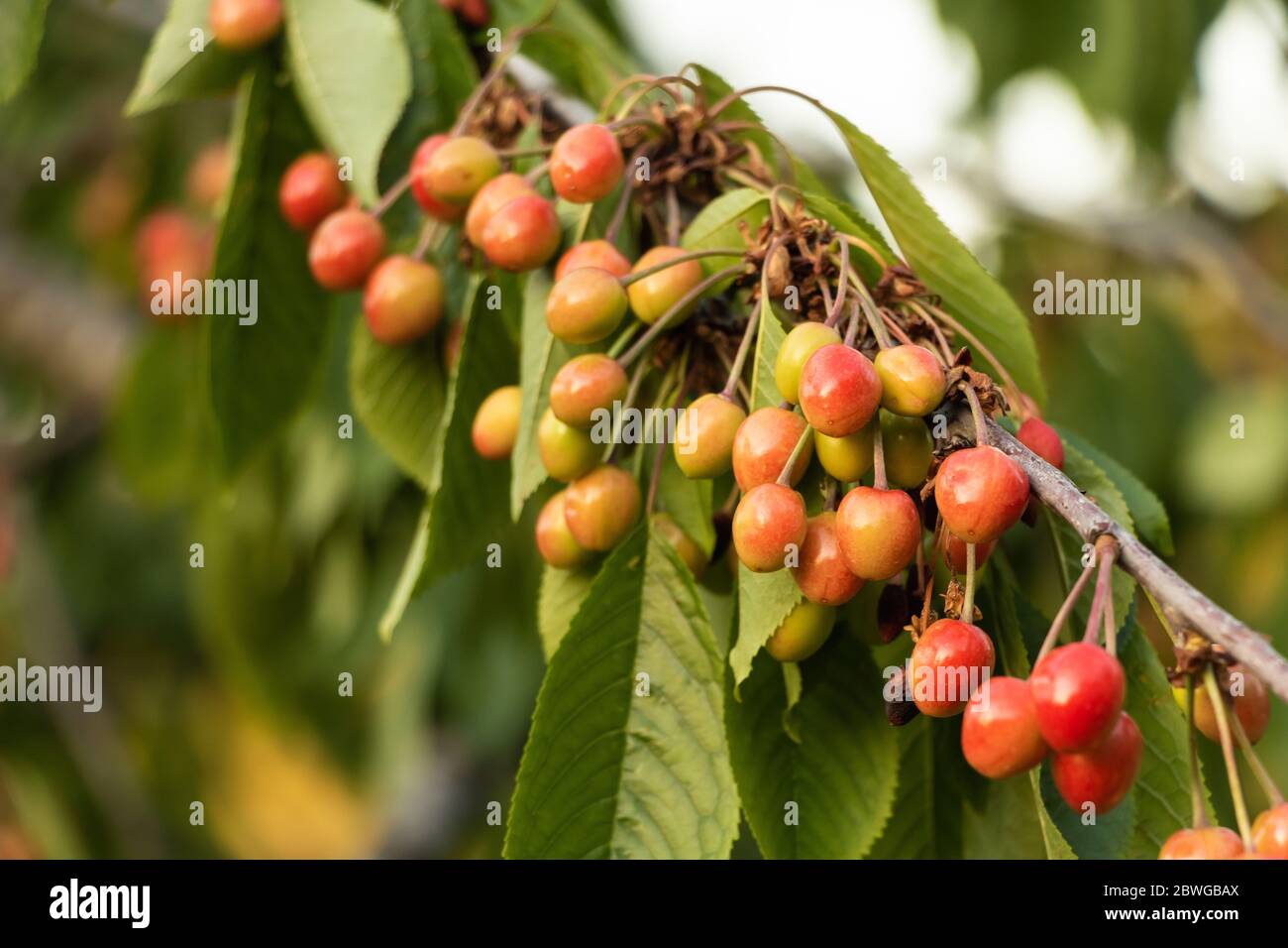 Sunlight and cherries hires stock photography and images Alamy
