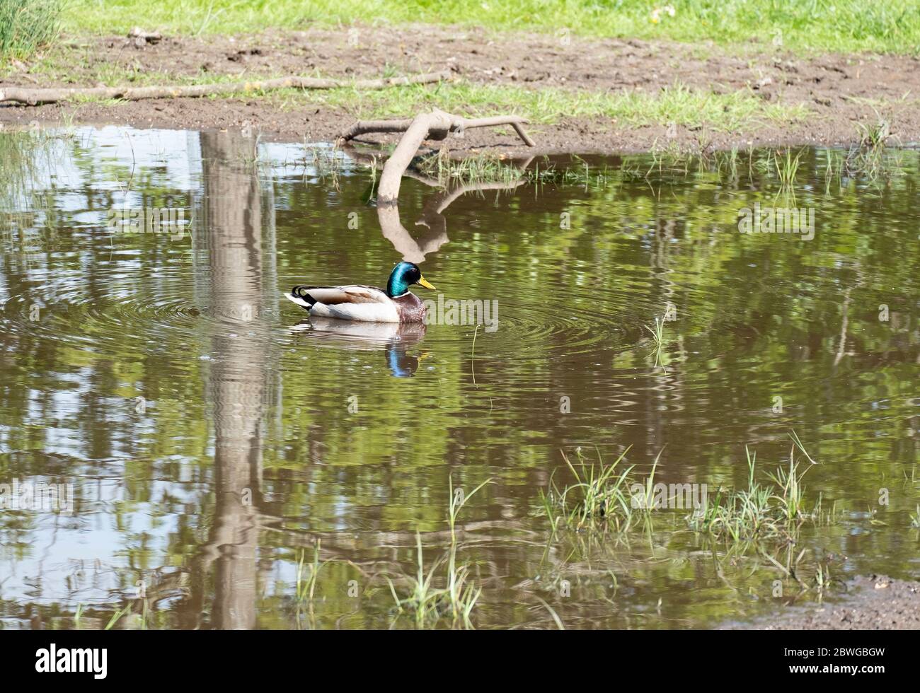 PUDDLES DUCK
