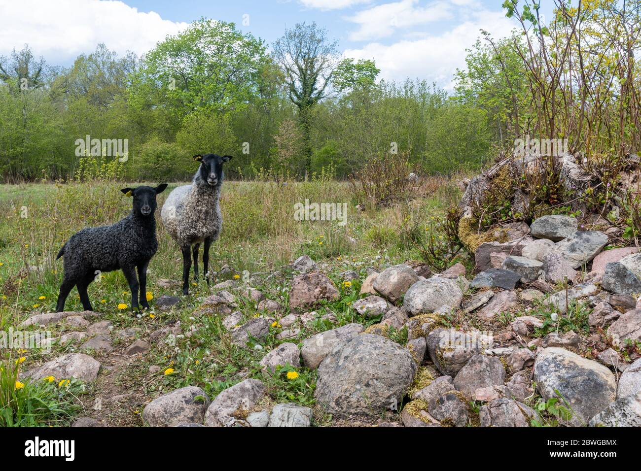 Curious sheep in a farmland on the island Oland in Sweden Stock Photo