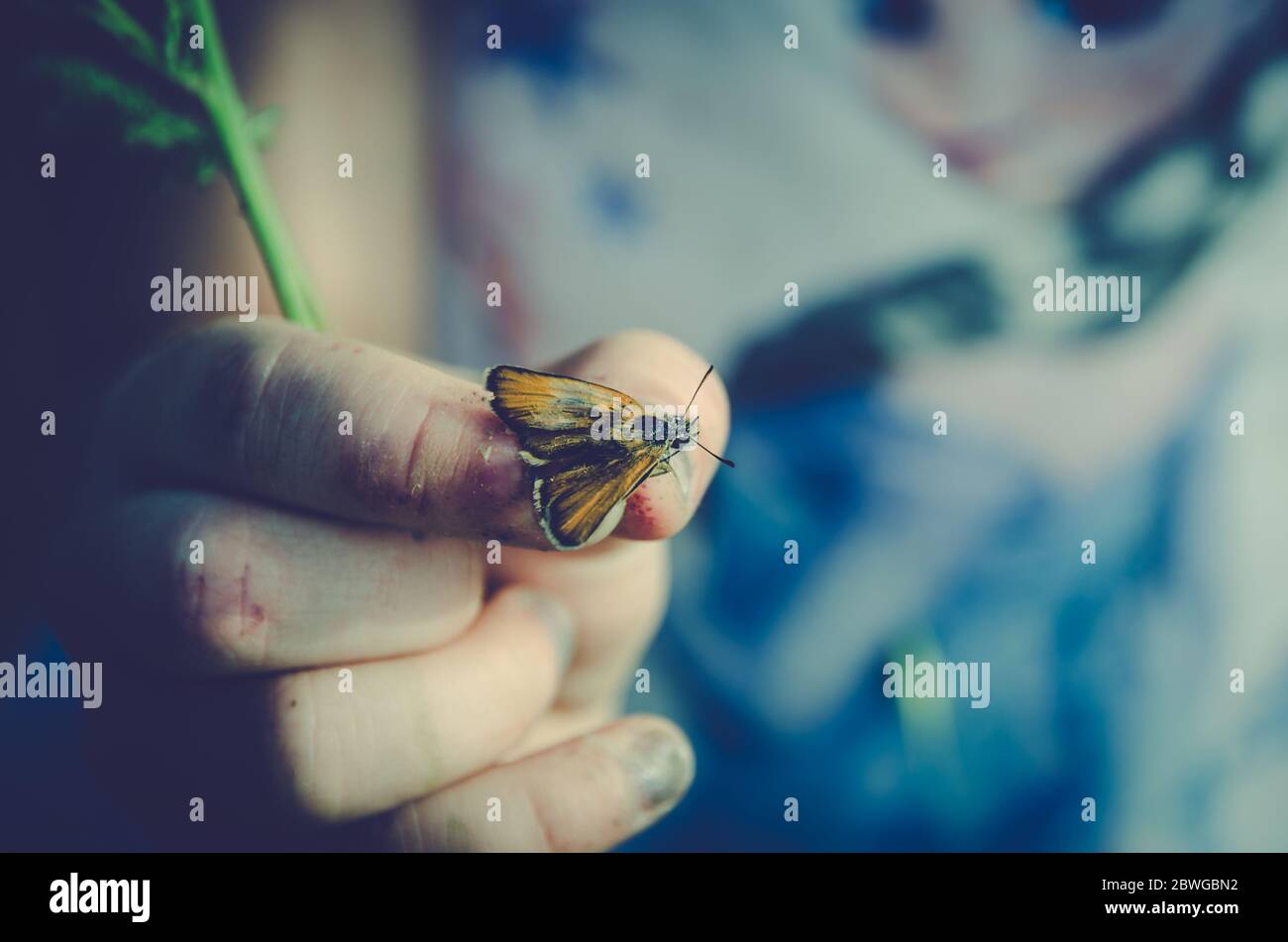 little red butterfly bug in human hand Stock Photo - Alamy