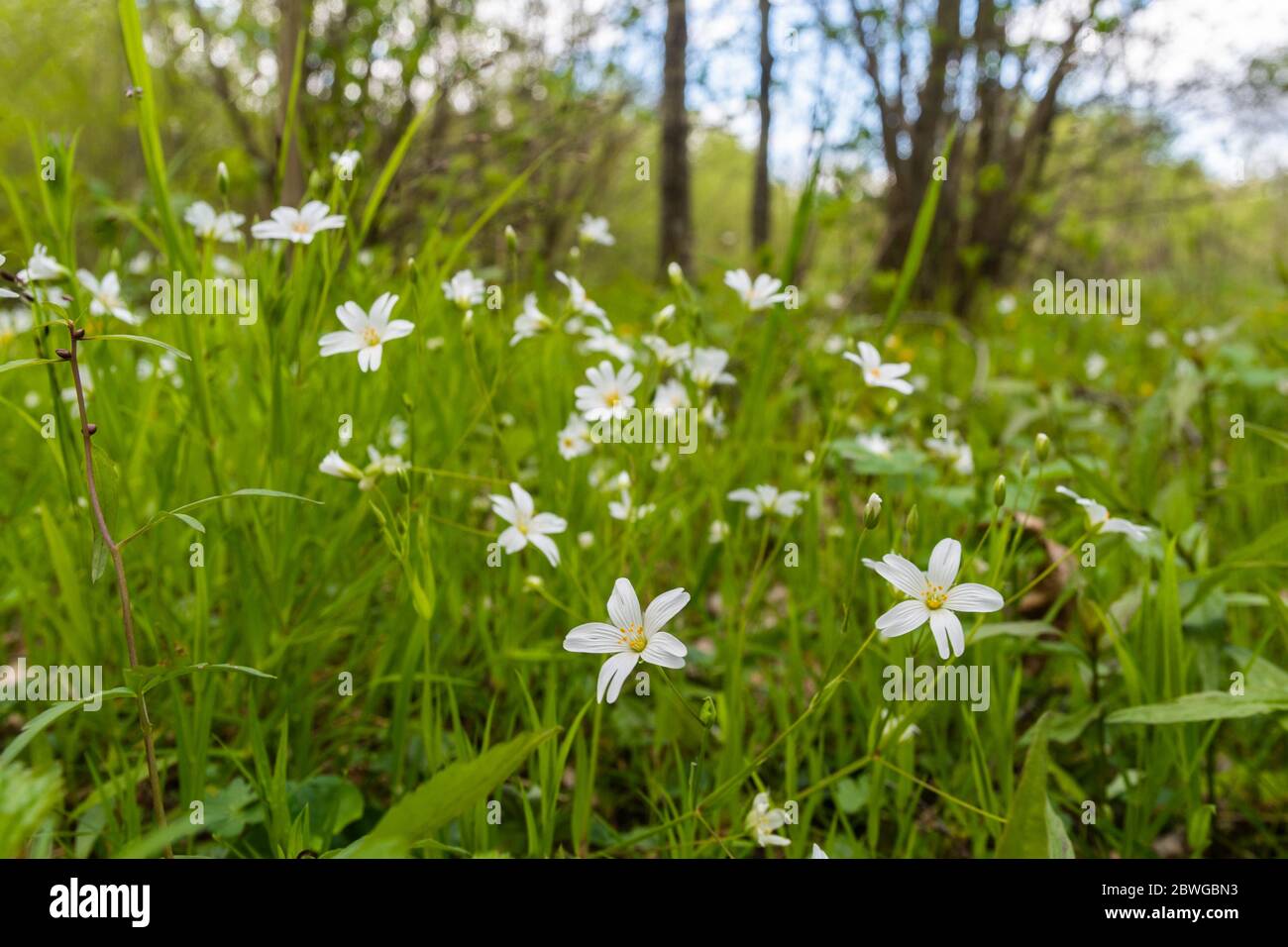 Beautiful Starwort flowers in a bright green image Stock Photo