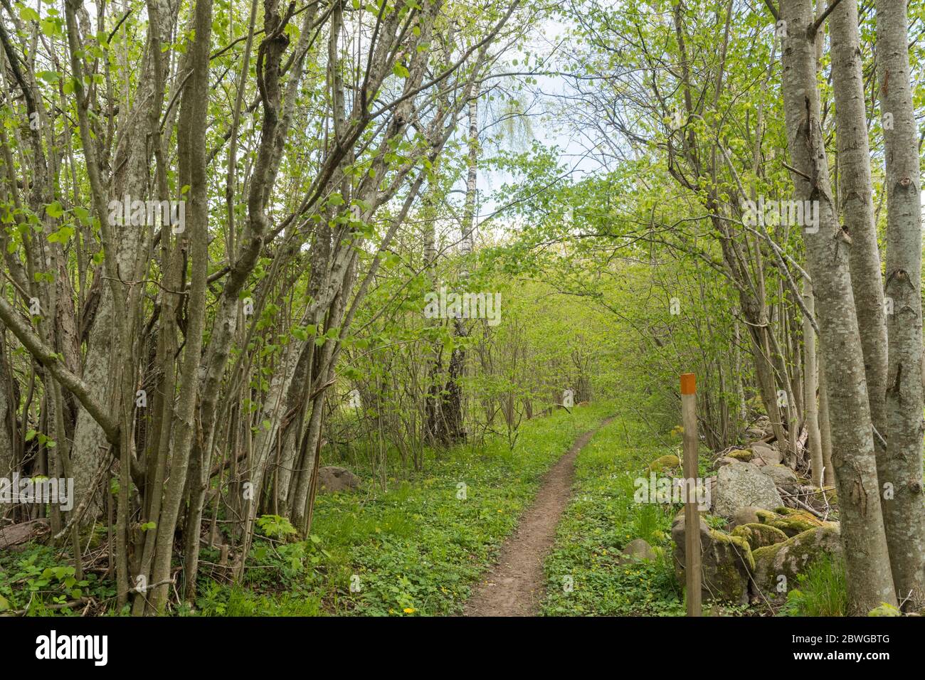 Marked footpath in leafing season in a deciduous forest Stock Photo