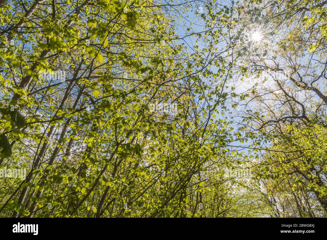 Bright green branches hi-res stock photography and images - Alamy