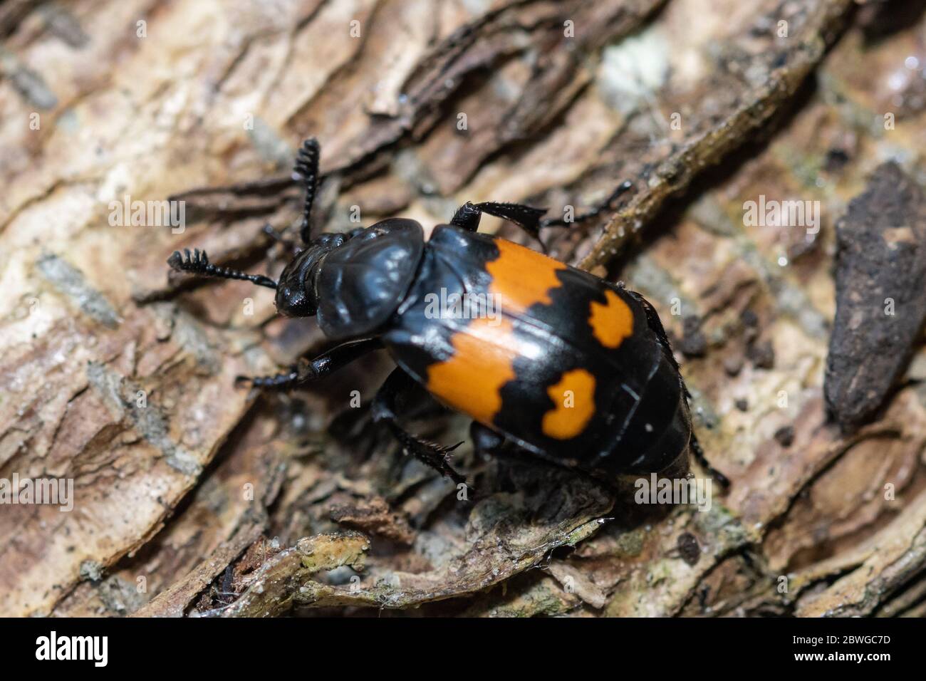 Common Sexton Beetle (Nicrophorus vespilloides), also called burying ...