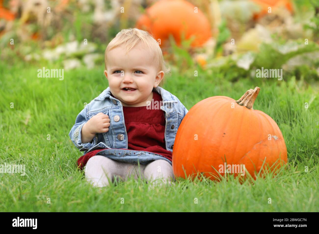 Baby girl in pumpkin patch hi-res stock photography and images - Alamy