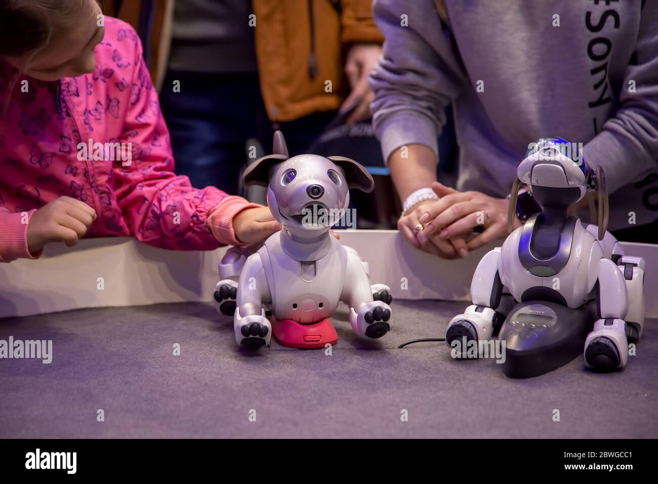 Moscow, Russia - October 04, 2019: child girl pets and plays with two Aibo Robotic pets designed and manufactured by Sony Pet robot Technology Stock Photo