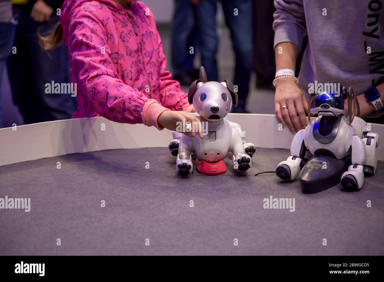 Moscow, Russia - October 04, 2019: child girl pets and plays with two Aibo Robotic pets designed and manufactured by Sony Pet robot Technology Stock Photo