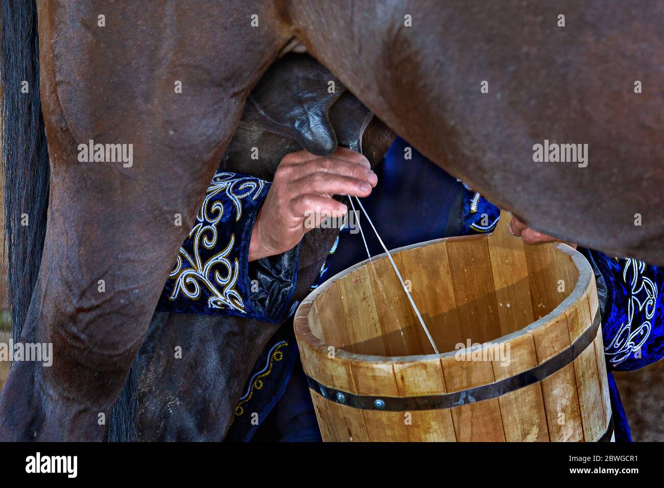 Woman hands milking the horse into a wooden bucket, Bishkek, Kyrgyzstan Stock Photo