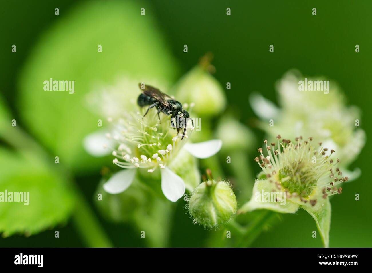Small Carpenter Bee on Black Raspberry Flowers Stock Photo