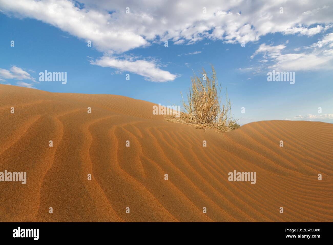 Desert Plant, in the Kyzylkum Desert known also as Red Sand Desert, in Uzbekistan. Stock Photo