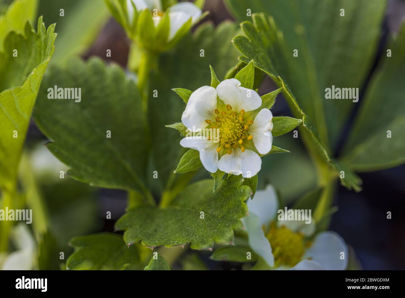 Close up view of blooming strawberry plants. Gorgeous backgrounds Stock ...