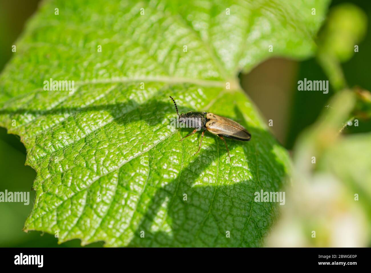 Click Beetle on Leaf in Springtime Stock Photo